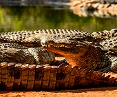 Nile crocodiles