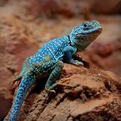 Blue Lizard