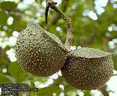 Toad Tree (Tabernaemontana elegans)