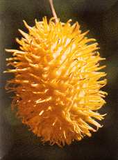 Wild Cucumber (Cucumis anguria var. longipes)